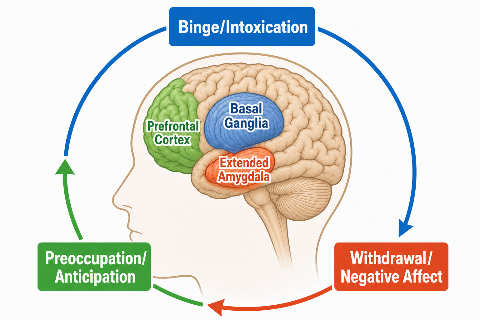 The addiction cycle in the brain: Binge, Withdrawal, Preoccupation